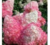 Гортензия Пинк Леди (Pink Lady) С 2,5;  3 года
